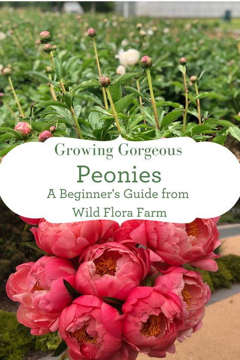 Peony Plant, Peony Bed, Peony Varieties, Peony Garden, Peony Farm, Peony Care, Growing Cut Flowers, Flora Farms, Grow Gorgeous