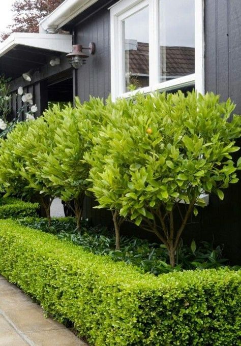 Love the idea of using productive trees as part of the landscaping, even in a formal setting. Kumquat trees. Star jasmine underneath, surrounded by box hedge. Front Yard Hedges, Box Hedges, Box Hedge, Garden 101, Box Hedging, Small Front Gardens, Garden Hedges, Front Gardens, Planting Design