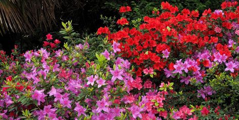 Increase Curb Appeal By Growing Azalea Bushes in Your Front Yard Rhododendron Plant, Azalea Bush, Garden Flowers Perennials, Evergreen Garden, Plant Tags, Peat Moss, Garden Shrubs, Flowering Shrubs, Flowers Perennials