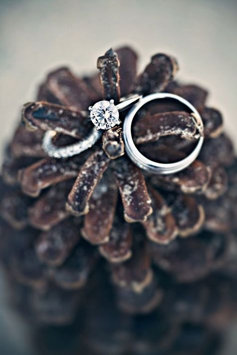 Pinecones display these rings perfectly.                                                                                                                                                                                 More December Wedding, Winter Engagement Photos, Winter Wedding Inspiration, Winter Wonderland Wedding, Wedding Winter, Winter Engagement, Wonderland Wedding, Round Diamond Engagement Rings, Timeless Wedding