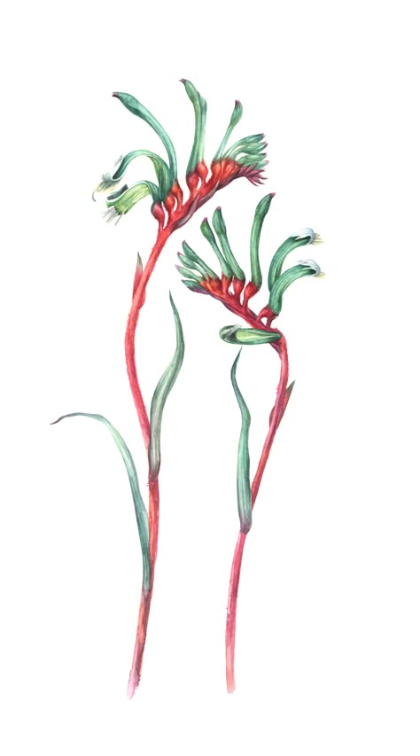 Kangaroo Paw by Daria Vinokurova Australian Wild Flowers Drawing, Kangaroo Paw Illustration, Kangaroo Paw Drawing, Kangaroo Paw Tattoo, Aussie Illustration, Native Australian Flowers Tattoo, Kangaroo Paw Plant, Kangaroo Paw Flower, Paw Illustration