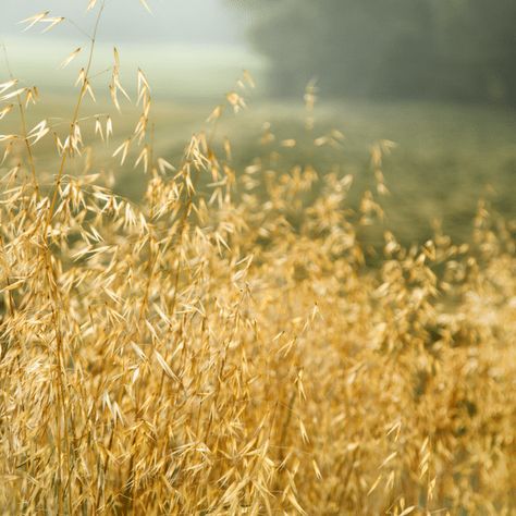 How to Grow, Forage & Harvest Medicinal Oats Oat Plant, Oats Plant, Foraging Plants, Milky Oats, Medicinal Herb Garden, Ecosystem Services, Animal Garden, Allied Health, Medicinal Herbs Garden