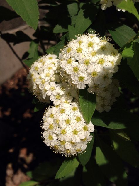 Reeves spirea Reeves Spirea, Garden Art, Crochet Projects, Grapes, Fruit, Crochet, Plants, Quick Saves, Art