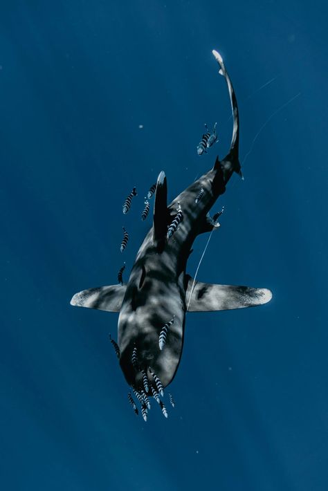 Vertical Shot of School of Zebra Fish and Shark · Free Stock Photo Shark Awareness, Zebra Fish, Galapagos Shark, Zebra Shark, Bachelor Of Science In Nursing, Shark Conservation, Bawah Air, Shark Diving, Shark Swimming