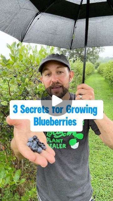 Josh Gardens on Instagram: "I learned these secrets the hard way 😂. Blueberries 🫐 can be tough to grow but if you follow these tips, you’ll be off to a good start. 🏁 Would love to hear your 👇 insights on growing blueberries at home. 🏠   These high bush blueberry plants down at the Ivy Place just south of Charlotte, NC are an inspiration. ☀️ I’ve been going here for years and their berries are always delicious . 😋  ⁉️What other questions do you have on growing blueberries? Post in the comments below 👇.  #growyourownfood #homegrownfruit #blueberries #gardening #homesteading #blueberrybush #gardeningtips" How To Protect Blueberry Bushes, Propagating Blueberry Bushes, Grow Blueberries From Seed, Blueberry Bushes Growing, How To Grow Blueberries, Blueberry Bush Care, Blueberry Tree, Grow Blueberries, Blueberry Gardening