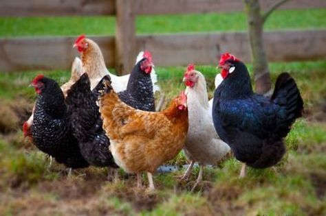 2d Felting, Chicken Rearing, Rooster Breeds, Hen Farm, Bird Breeds, Chicken Pictures, Homestead Ideas, Backyard Chicken Farming, Chicken Life