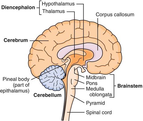 Human Brain Diagram, Powerpoint Images, Anaerobic Respiration, Brain Diagram, Basic Anatomy, Corpus Callosum, Medical Dictionary, Spinal Column, Basic Anatomy And Physiology