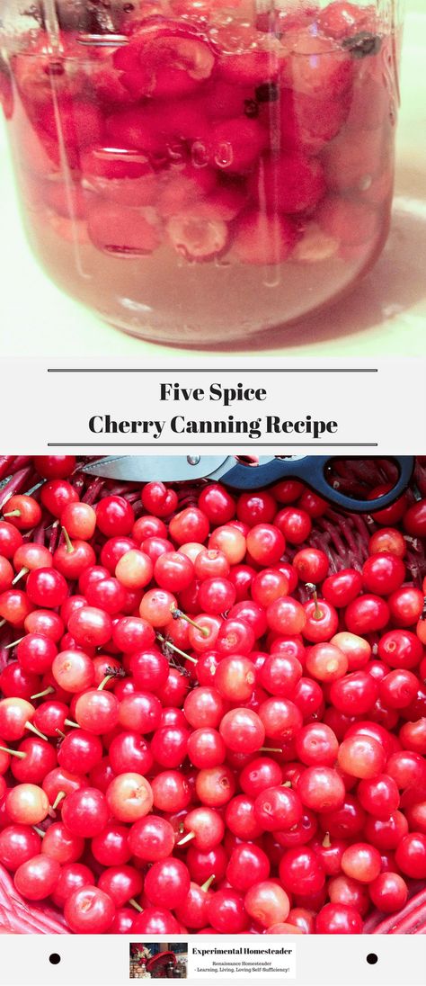 This five spice cherry canning recipe is a unique take on typical recipes for canning cherries. I love the way the spices complimented the tart cherries! #cherrycanningrecipe #canningcherries #canningfruit #cherrycanningrecipes Canning Cherries, Cherries Recipes, Recipes For Canning, Fermenting Recipes, Painkiller Recipe, Diy Food Storage, Preserving Vegetables, Modern Homestead, Canning Fruit