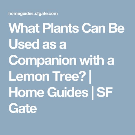 What Plants Can Be Used as a Companion with a Lemon Tree? | Home Guides | SF Gate Lemon Tree Companion Plants, Growing Citrus, Floor Tile Grout, Lemon Plant, Personal Garden, Meyer Lemon Tree, Bathroom Floor Tile, Lemon Trees, Small Front Yard Landscaping