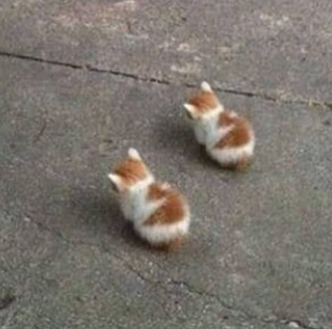 Kittens, Orange, White