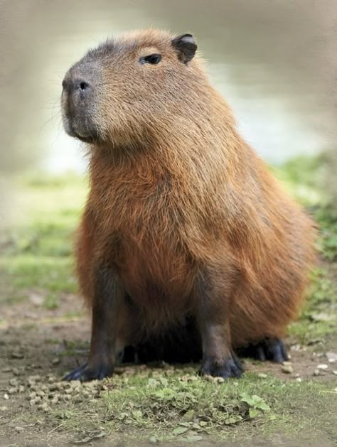 Capybara Reference Photo, Capybara Side View, Capybara Photography, Capybara Reference, Capybara Photo, Cappy Berra, Capybara Sitting, Capybara Aesthetic, Capybara Pet