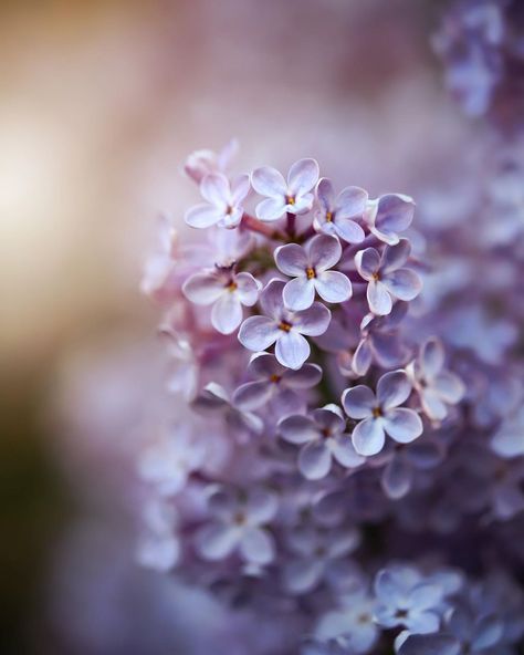 Claudia on Instagram: “L o s t . i n . s c e n t⠀•⠀You know what I mean. . |⠀Common Lilac (Syringa vulgaris)⠀| . . #syringa #syringavulgaris #lilac #flieder…” Lilac Syringa, Common Lilac, Syringa Vulgaris, Paint Flowers, Lilac Purple, Purple Flower, Purple Flowers, Lilac, Fine Art