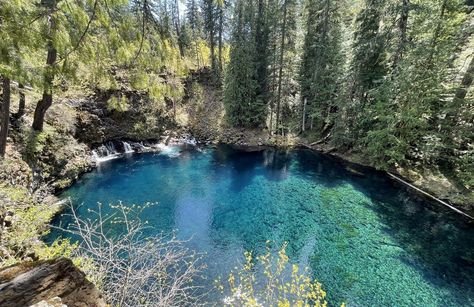 Sahalie Falls, Koosah, and Tamolich Falls via McKenzie River Trail, Oregon - 433 Reviews, Map | AllTrails River Trail, Forest Path, Mystic Falls, Mountain Biker, The Trail, National Forest, Great View, Oregon, Favorite Places