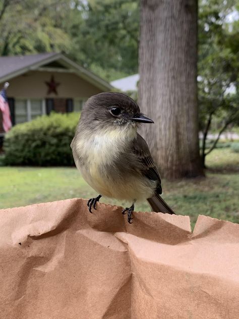 Eastern Phoebe Bird, Phoebe Tattoo, Eastern Phoebe, Phoebe Bird, Bird Reference, Childhood Dream, Animal References, Watercolor Ideas, Backyard Birds