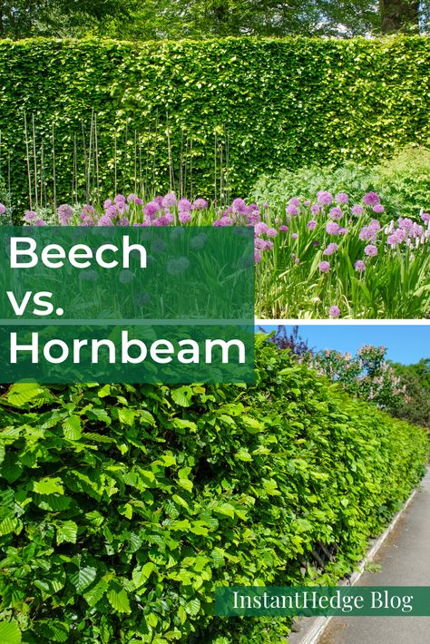 What makes a better hedge - European Beech or European Hornbeam? Which has better fall color? Winter leaf retention? Shape? Growth rate? This InstantHedge blog post compares them both in detail. #instanthedge #hedge #beechhedge #hornbeamhedge #landscapeideas #privacyhedge European Hornbeam Hedge, European Beech Tree Hedge, American Hornbeam Hedge, Fagus Sylvatica Hedge, Hedges Along Fence, Beech Hedge Garden Design, European Hornbeam Trees, Hazel Hedge, Hedges In Front Of House