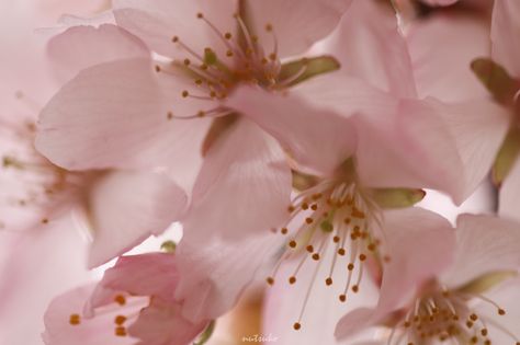 Peach Flowers Aesthetic, Strawberry Glasses, Macrophotography Flowers, Flower Hd, Pink Aura, Into The Unknown, Nothing But Flowers, Sakura Cherry Blossom, Flower Therapy