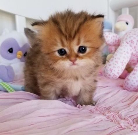 Teacup Kitten, Munchkin Kitten, Teacup Cats, Cute Little Kittens, Silly Cats Pictures, Cat Pose, Most Beautiful Cat Breeds, Animal Room, Pretty Animals