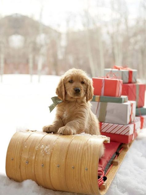 Adorable Puppy on a Sleigh with Christmas Presents Regnul Animal, Golden Retriever Mix, Christmas Puppy, Golden Retriever Puppy, Puppy Care, Retriever Puppy, Golden Retrievers, Dog Photography, Christmas Animals