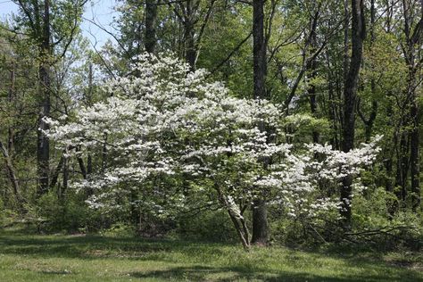 Tree With White Flowers, Dogwood Shrub, Pagoda Dogwood, Cornus Florida, White Flowering Trees, Pink Flowering Trees, Majestic Tree, Dogwood Tree, Landscaping Trees