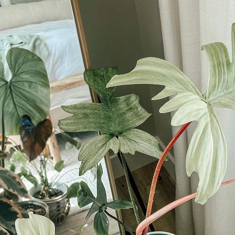 ThatPlantyLife🌿 on Instagram: "Happy Philodendron Friday from me & my Florida Ghost💚🌿 I got this beauty from a planty friend and wanted her to have her own special spot on our feed💖 Tag someone who should buy a new plant today👇🏼💚  #thatplantylife #philodendronfriday #philodendronfloridaghost #houseplantclub #plantpeoplearethebestpeople" Florida Ghost Philodendron, Philodendron Florida Ghost, Florida Ghost, Forest Life, Inside Plants, Indoor Gardening, Green House, Plant Mom, Tag Someone Who