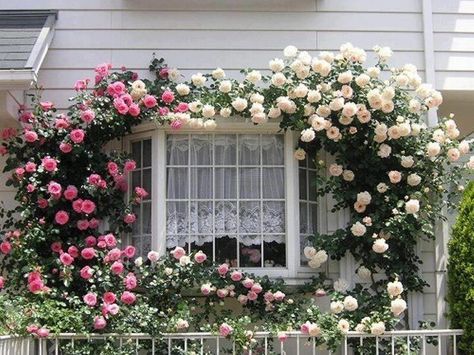 Climbing Roses - kitchen window (love, love, LOVE the climbing rose!) Rose Garden Design, Tudor Cottage, Backyard Garden Landscape, Beautiful Windows, Cottage Gardens, Backyard Garden Design, Climbing Roses, Window Boxes, Rose Cottage