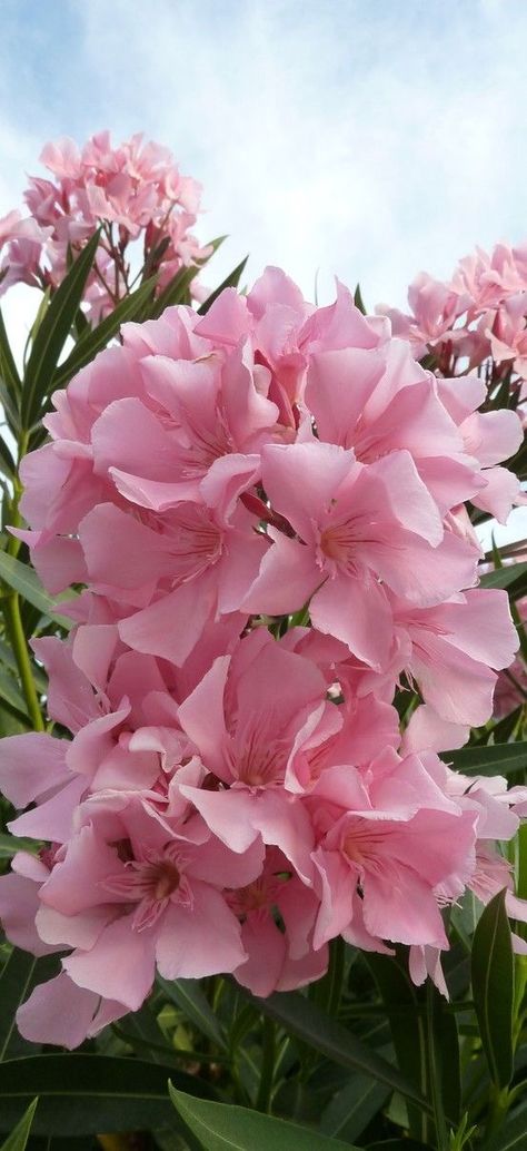 Nerium Oleander, Flowering Trees, Exotic Flowers, Flower Beauty, Plants And Flowers, Beautiful Blooms, Wellness Products, Garden Flowers, Dream Garden