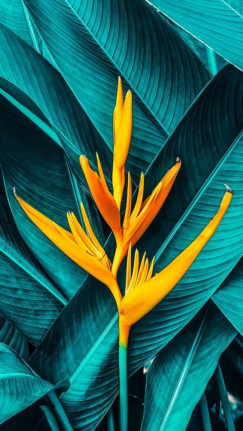 Wallpaper Flower, Plant Wallpaper, Tropical Foliage, Trendy Flowers, Tropical Flowers, Tropical Plants, Nature Wallpaper, Ikebana, Amazing Flowers