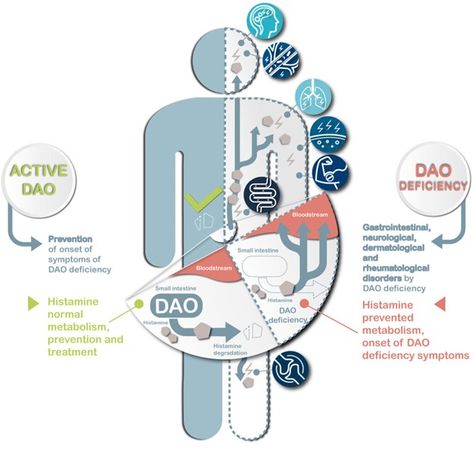 diamine oxidase supplements Histamine Intolerance Symptoms, Types Of Blood Cells, Low Dose Naltrexone, Histamine Diet, Low Histamine Diet, Histamine Intolerance, Low Histamine, Healthy Body Weight, Allergy Symptoms