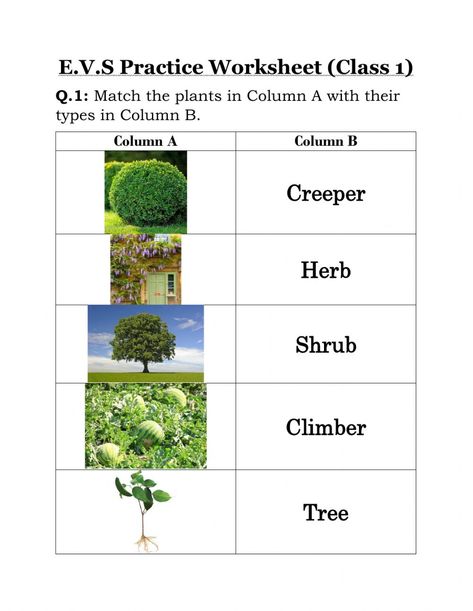 Plants Around Us Worksheet For Grade 1, Types Of Plants Worksheets For Grade 1, Types Of Plants For Kids Chart, Plants Worksheets For Grade 1, Types Of Plants For Kids, Types Of Plants Worksheet, Part Of Plants Activities, Evs Worksheet, Plants Worksheets