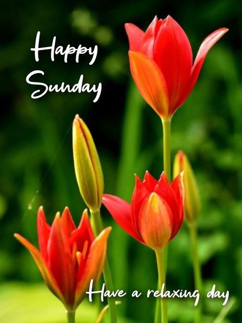 Happy Sunny Sunday, Good Morning Images Sunday, Happy Sunday Images Beautiful, Happy Sunday Wishes, Good Morning Happy Sunday Images, Sunday Good Morning Wishes, Happy Sunday Flowers, Happy Sunday Messages, Surya Deva