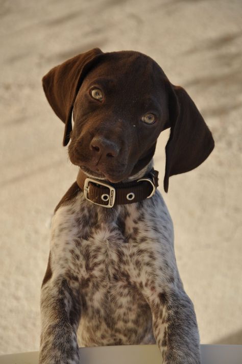 90 Perfect Hunting Dog Names | The Paws Hunting Dog Names, Braque Du Bourbonnais, Gsp Puppies, German Shorthaired Pointer Dog, Pointer Puppies, German Shorthair, Pointer Dog, Bird Dogs, German Shorthaired Pointer