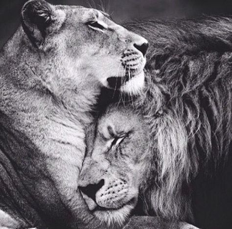 King and Queen Lion And Lioness Tattoo, Lion Couple, Lioness Tattoo, Regnul Animal, Female Lion, Lion Family, His Queen, Lion And Lioness, Lion Love