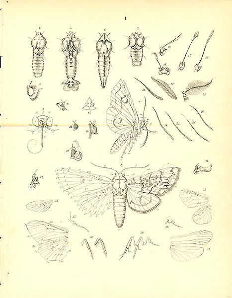 Moth Drawing Side View, Moth Anatomy Illustration, Anatomy Of A Butterfly, Moth Anatomy, Butterfly Body Parts, Metamorphosis Butterfly, Butterfly Entomology, Insect Anatomy, Big Bugs