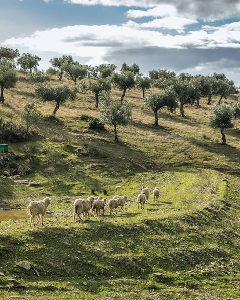 Olive Grove Aesthetic, Olive Oil Aesthetic, Olive Tree Aesthetic, Olives Aesthetic, Olive Aesthetic, Olive Farm, European Landscape, European Summer Aesthetic, European Aesthetic