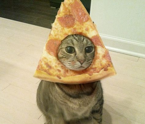 “My devotion to pizza is unparalleled” | 16 Cats Who Love Pizza As Much As You Cute Pizza, Sunday Funnies, Pizza Cat, Music Jokes, Söt Katt, Funny Cats And Dogs, Funny Cat Memes, Music Humor, Fall Out Boy