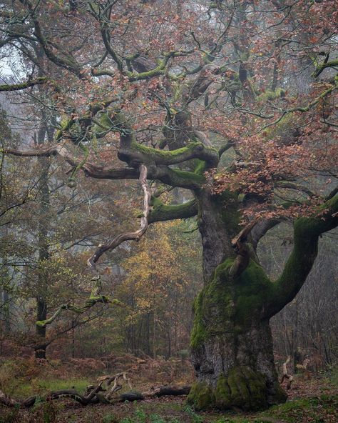 British Forest, Trees In The Forest, Oak Forest, In The Forest, Another One, The Forest, My Favourite, Tree Trunk, Trees