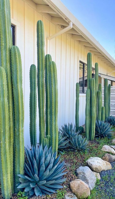 Tall Cactus Outdoor, Cactus Interior Design, Coastal Desert Landscape, Modern Desert Landscaping, Arizona Backyard Ideas, Mexican Fence Post Cactus, Desert Landscape Front Yard, Cactus Garden Design, Desert Landscaping Backyard