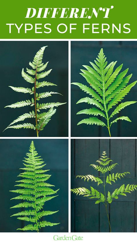 Ferns are a shade garden staple with many different shapes and textures to try - check out 10 hardy ferns we reccomend #FernGarden #ShadeGarden #EasyPlants #GardenIdeas #GardenGateMagazine Fern Types, Shady Backyard, Fern House, Garden Pool Design, Bed Layout, Christmas Fern, Fern Garden, Colonial Garden, Types Of Ferns