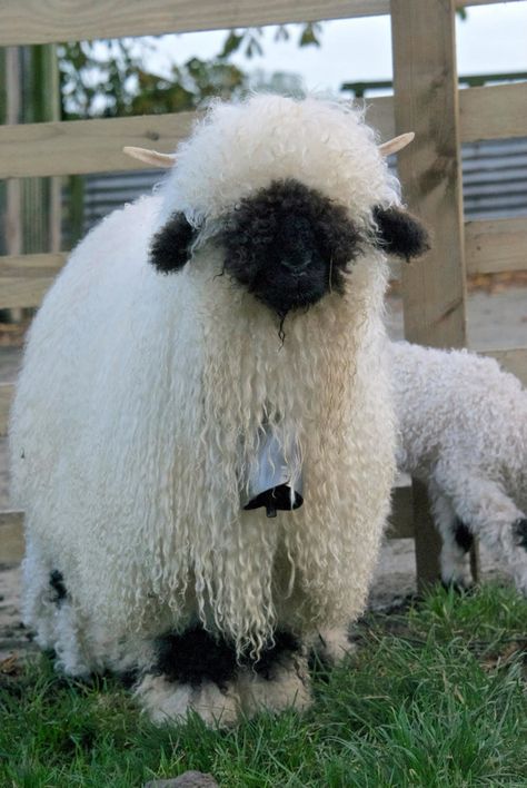 Black nose sheep Valley Black Nose Sheep, Calais Black Nose Sheep, Valias Black Nose Sheep, Sheep Hairstyle, Black Sheep Aesthetic, Angora Sheep, Black Sheep Art, Black Nose Sheep, Male Sheep