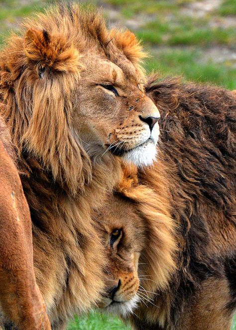 Lion pair in Yorkshire Wildlife Park 2 Lions, Lion Love, Lions And Tigers, King Of The Jungle, Wildlife Park, Cheetahs, Here Kitty Kitty, Large Cats, Big Cat