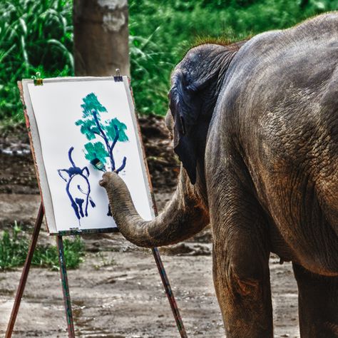 Elephant Artist, Chiang Mai, Thailand. Painting Elephant, Elephant Park, Elephants Never Forget, Elephant Pictures, Elephant Drawing, Elephant Painting, Chiang Mai Thailand, Elephant Love, Awesome Animals