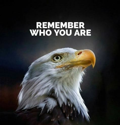 Eagle Quotes Inspiration, Eagle Mindset, Eagle Quotes, Eagles Quotes, Stay Focused On Your Goals, Inspirational Smile Quotes, Lion Quotes, Inspirtional Quotes, Know Yourself