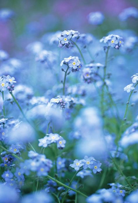 Blue Ethereal Aesthetic, Forget Me Not Blue, Ethereal Aesthetic, Spring Bulbs, Forget Me Nots, Flowering Shrubs, Hydrangea Flower, Rare Plants, Forget Me Not