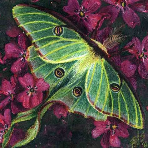 Moth Luna, Moth Artwork, Exotic Butterflies, Amazing Insects, Luna Moths, Moth Drawing, Lunar Moth, Moon Moth, Moth Art