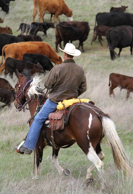 Cowboy Life, Cowboy Stuff, Cowboy Pictures, Cattle Drive, Real Cowboys, Wilde Westen, Cattle Ranching, Cowboy Horse, Western Life