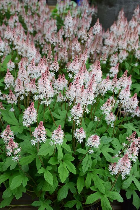 Spring Symphony Foamflower (Tiarella 'Spring Symphony') at The Growing Place Oconomowoc Wisconsin, Steep Gardens, Bowling Green Ohio, Wheaton Illinois, Garden Border Edging, Coral Bells Heuchera, Garden Shade, Elevated Gardening, Spring Planter