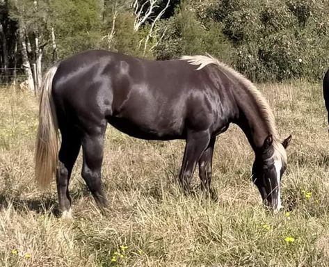 Chocolate Flaxen Horse, Chocolate Palomino, Rocky Mountain Horse, Animal Composition, Horse Portraits, Warmblood Horses, Mountain Horse, Horse Coats, Palomino Horse