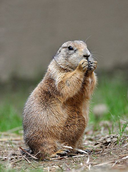 Baby Capybara, Prairie Dogs, Dog Coloring Book, Ground Squirrel, Prairie Dog, Dog Daycare, Animal Facts, Free Dogs, Rodents