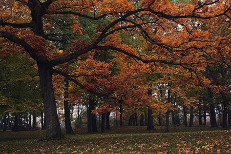 AUTUMN LEAVES — pumpkinspiceandcozycandles: cozy autumn blog Stars Hollow, Foggy Morning, Season Of The Witch, Seasons Of The Year, Best Seasons, We Fall In Love, Autumn Cozy, Autumn Aesthetic, Samhain