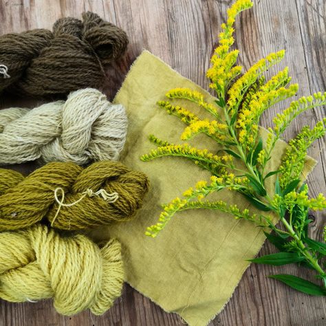 Five Dye Plants to Forage in Bristol Hedgerows (and Beyond) — Ria Burns Knitwear Foraged Fibres, Natural Yarn Dyeing, Natural Wool Dye, Natural Dyes For Wool, Dye Plants, Dyeing Yarn With Natural Dyes, Spinning Yarn Fiber, Diy Dye, Trees And Flowers